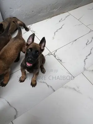 1-3 mois Homme Pure race Belgian Malinois