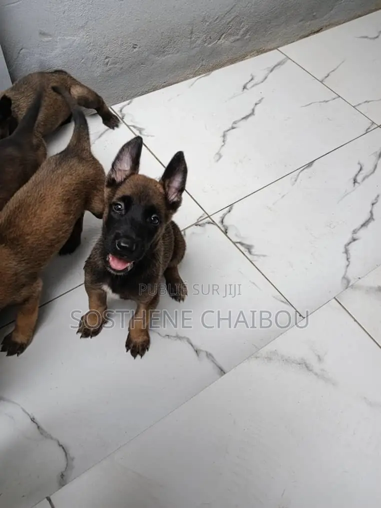 1-3 mois Homme Pure race Belgian Malinois