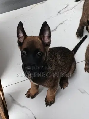 1-3 mois Homme Pure race Belgian Malinois