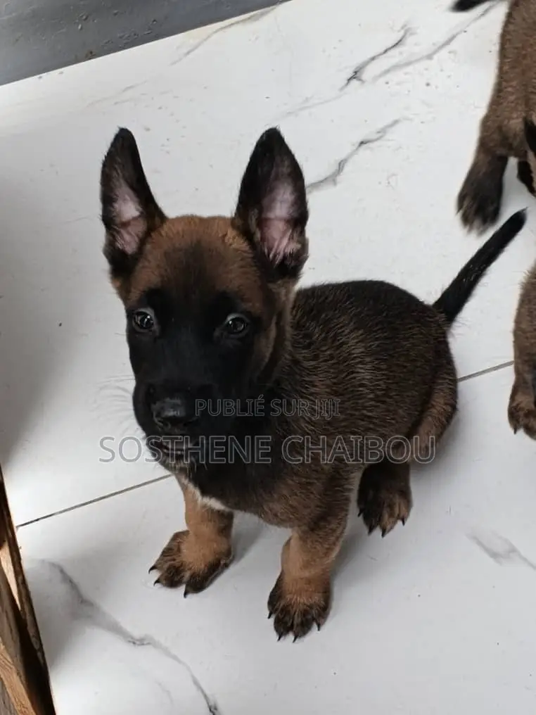 1-3 mois Homme Pure race Belgian Malinois