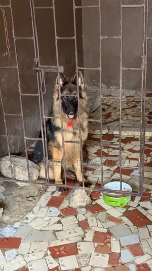 6 à 12 mois Homme Pure race Belgian Sheepdog