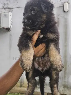 1-3 mois Homme Pure race Belgian Sheepdog