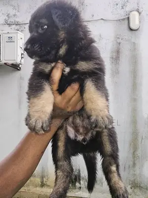 1-3 mois Homme Pure race Belgian Sheepdog