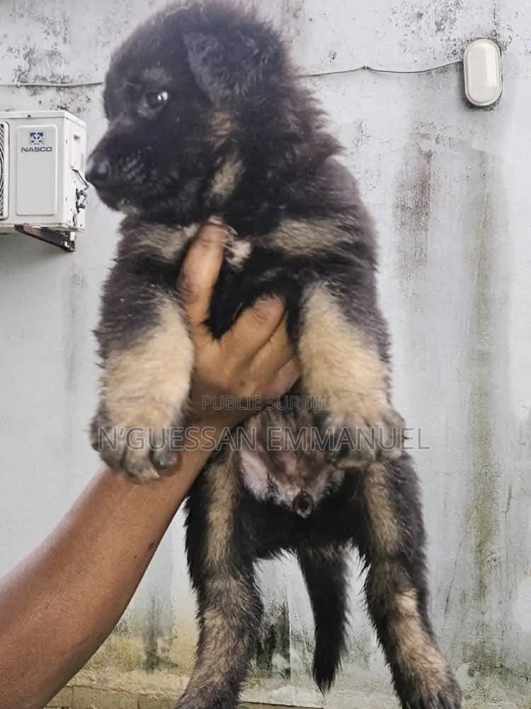 1-3 mois Homme Pure race Belgian Sheepdog
