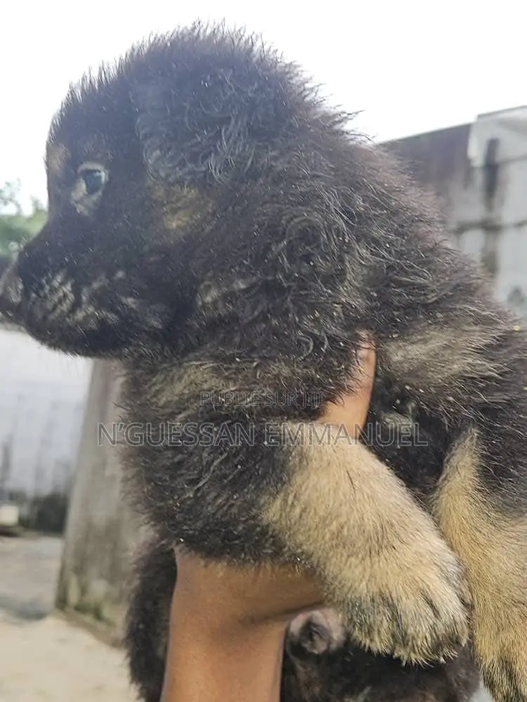 1-3 mois Homme Pure race Belgian Sheepdog