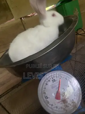 Lapin À Vendre