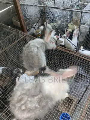 Lapin À Vendre