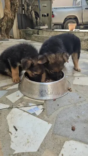 1-3 mois Homme Pure race Belgian Sheepdog