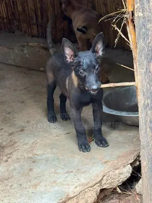 1-3 mois Homme Pure race Belgian Malinois