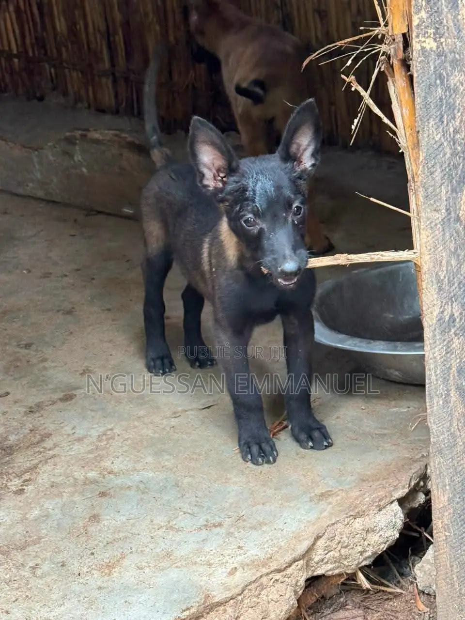 1-3 mois Homme Pure race Belgian Malinois