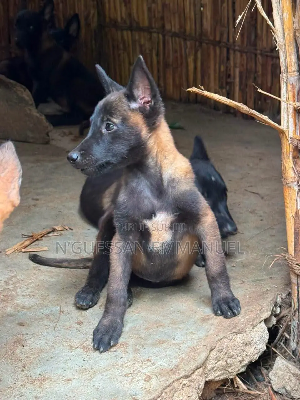1-3 mois Homme Pure race Belgian Malinois