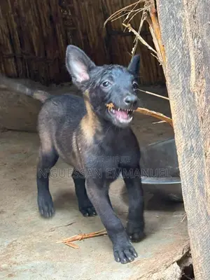1-3 mois Homme Pure race Belgian Malinois