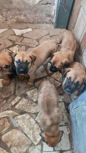 1-3 mois Homme Pure race Boerboel
