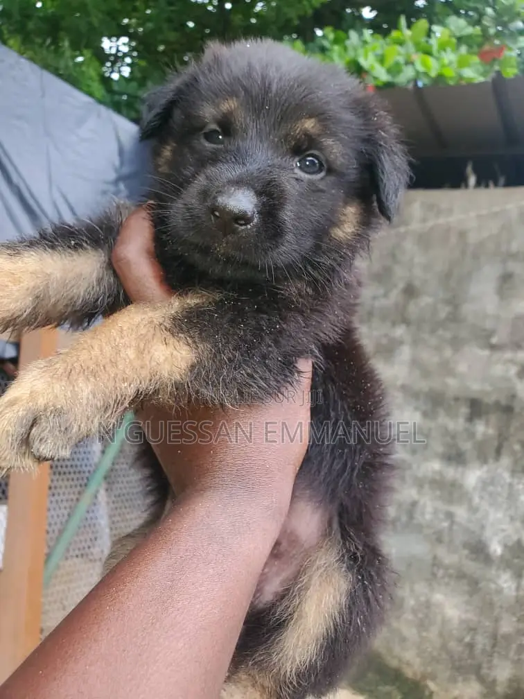 1-3 mois Femme Pure race Belgian Sheepdog
