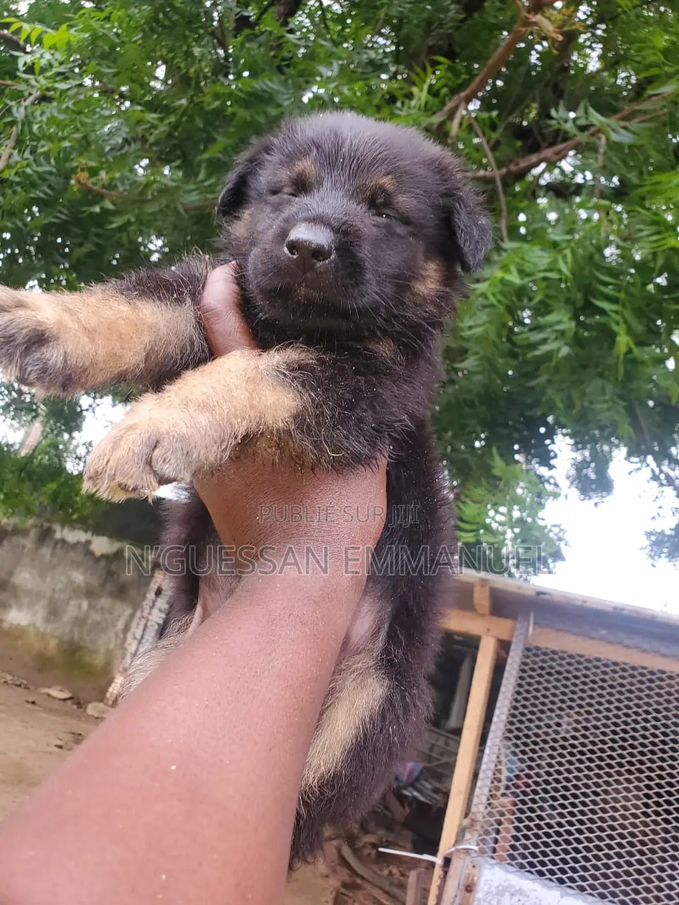 1-3 mois Femme Pure race Belgian Sheepdog