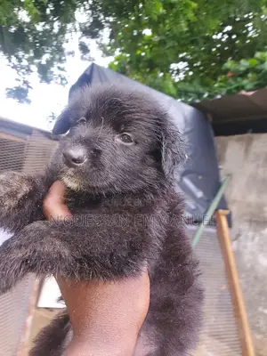 1-3 mois Femme Pure race Belgian Sheepdog