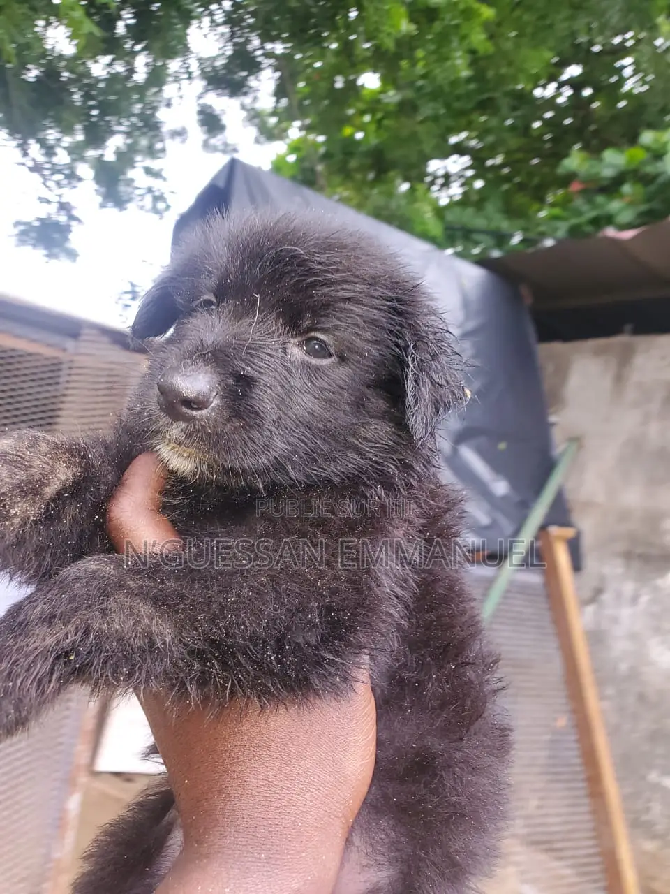 1-3 mois Femme Pure race Belgian Sheepdog