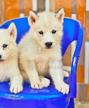 1-3 mois Homme Pure race Siberian Husky