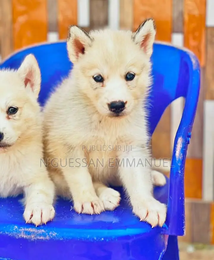 1-3 mois Homme Pure race Siberian Husky