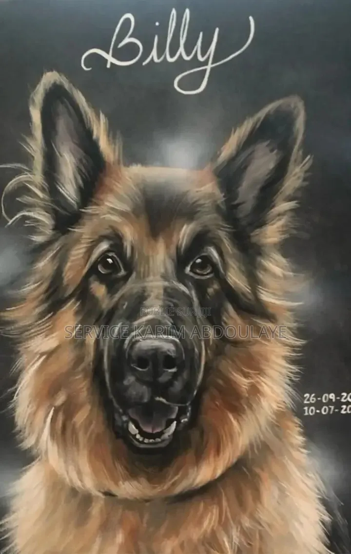 1-3 mois Homme Pure race Belgian Malinois