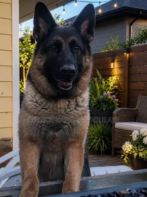 1-3 mois Femme Race mixte Belgian Malinois