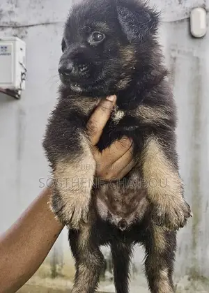 1-3 mois Homme Pure race Belgian Sheepdog