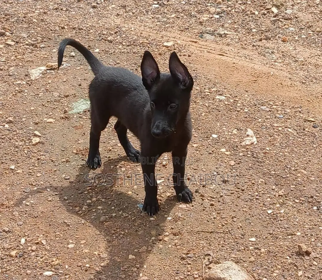 1-3 mois Femme Pure race Belgian Malinois