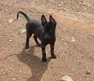1-3 mois Femme Pure race Belgian Malinois