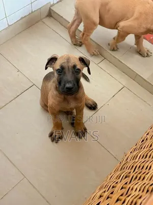 1-3 mois Homme Pure race Boerboel
