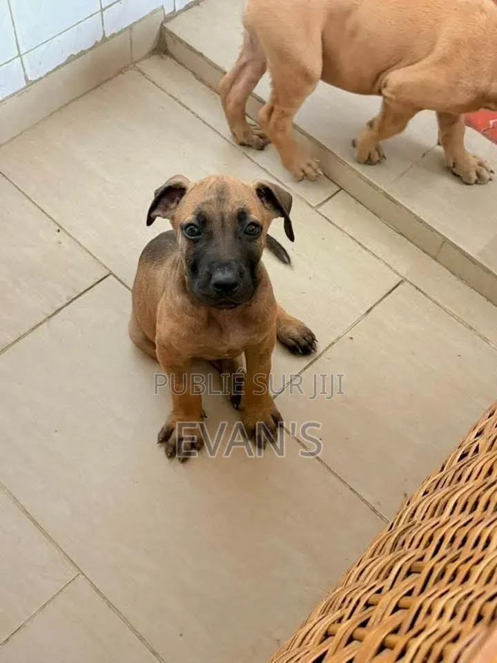 1-3 mois Homme Pure race Boerboel