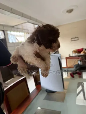 1-3 mois Homme Pure race Maltipoo