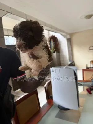 1-3 mois Homme Pure race Maltipoo