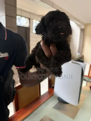 1-3 mois Homme Pure race Maltipoo