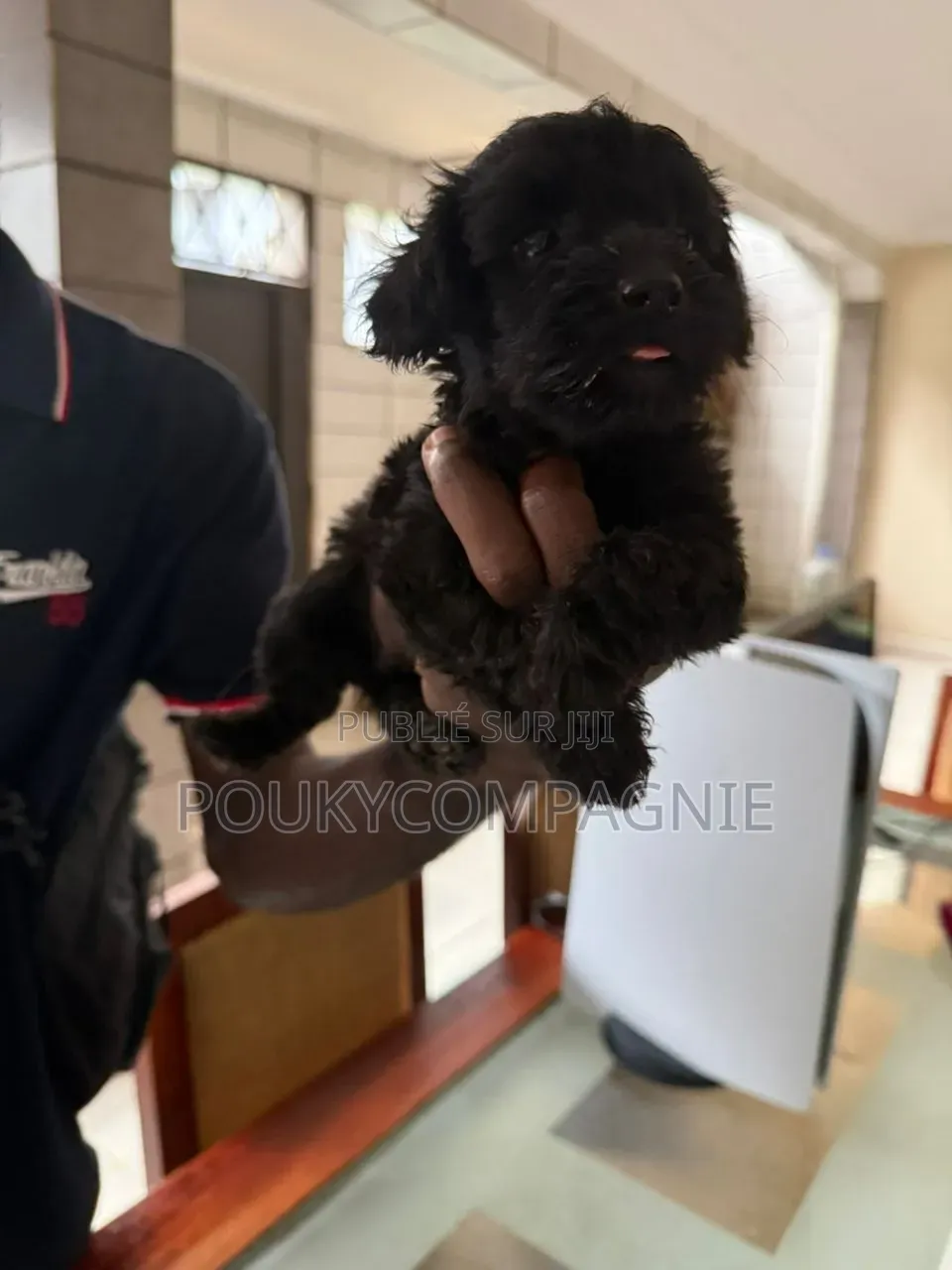1-3 mois Homme Pure race Maltipoo