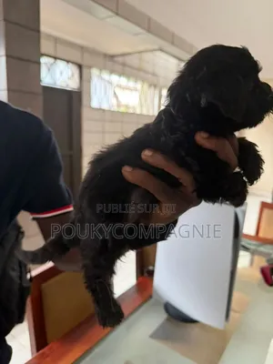 1-3 mois Homme Pure race Maltipoo