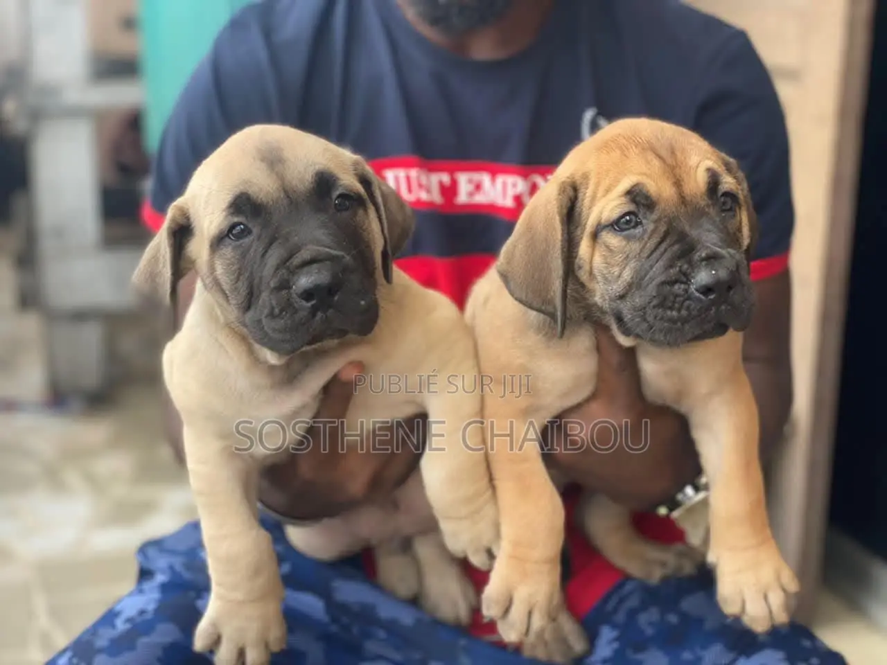 1-3 mois Homme Pure race Boerboel