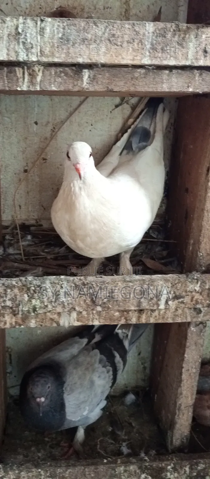 Vente De Pigeons