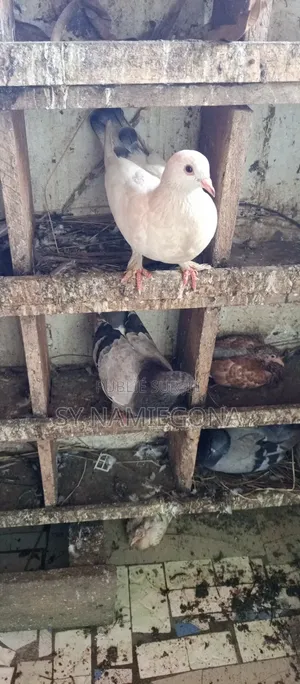 Vente De Pigeons