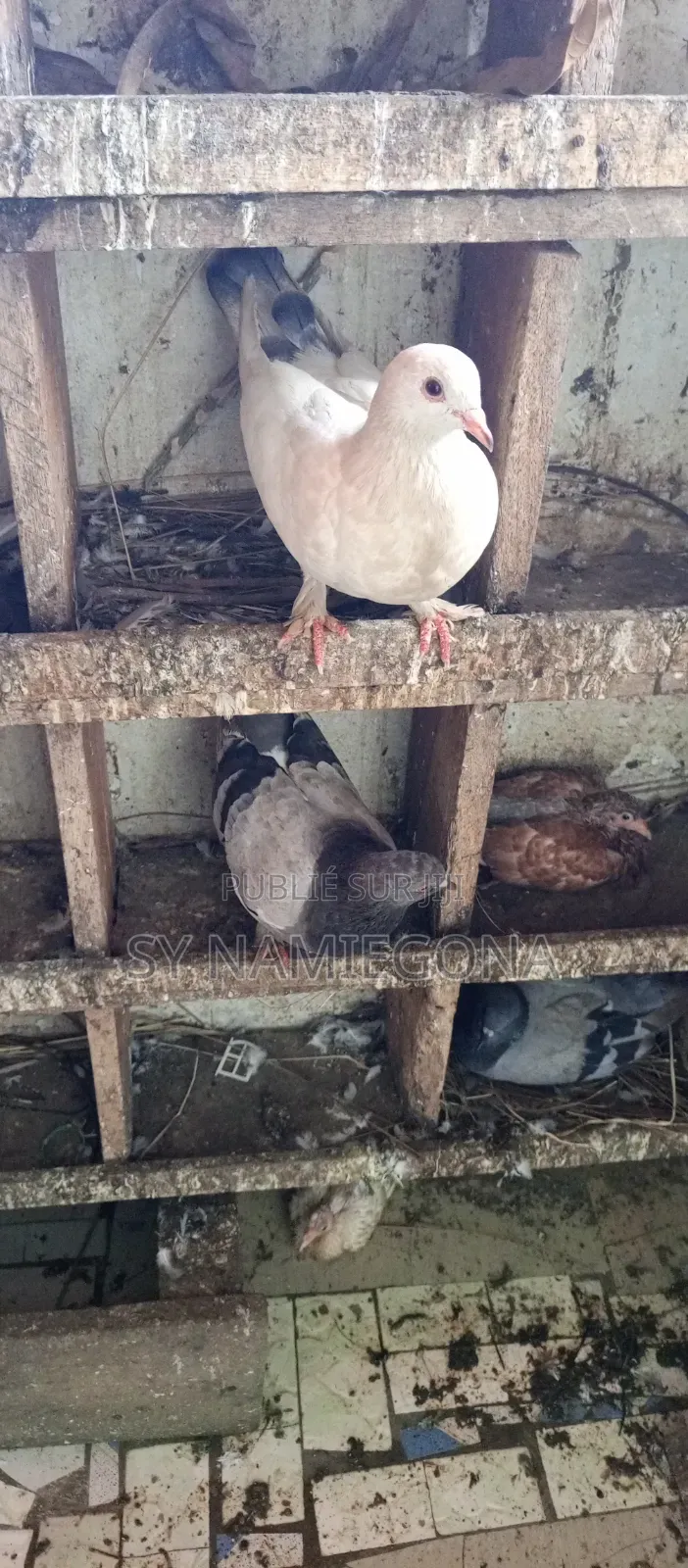 Vente De Pigeons