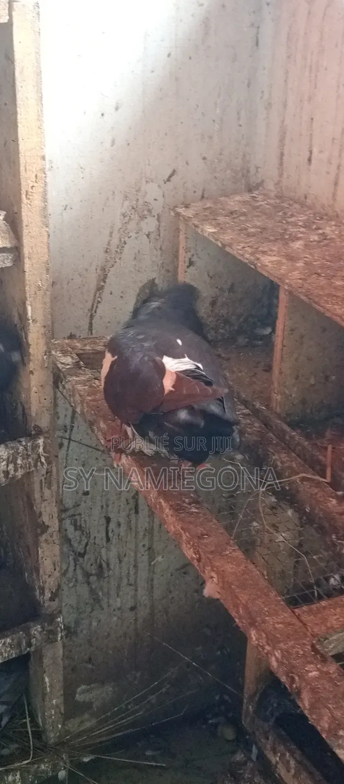 Vente De Pigeons
