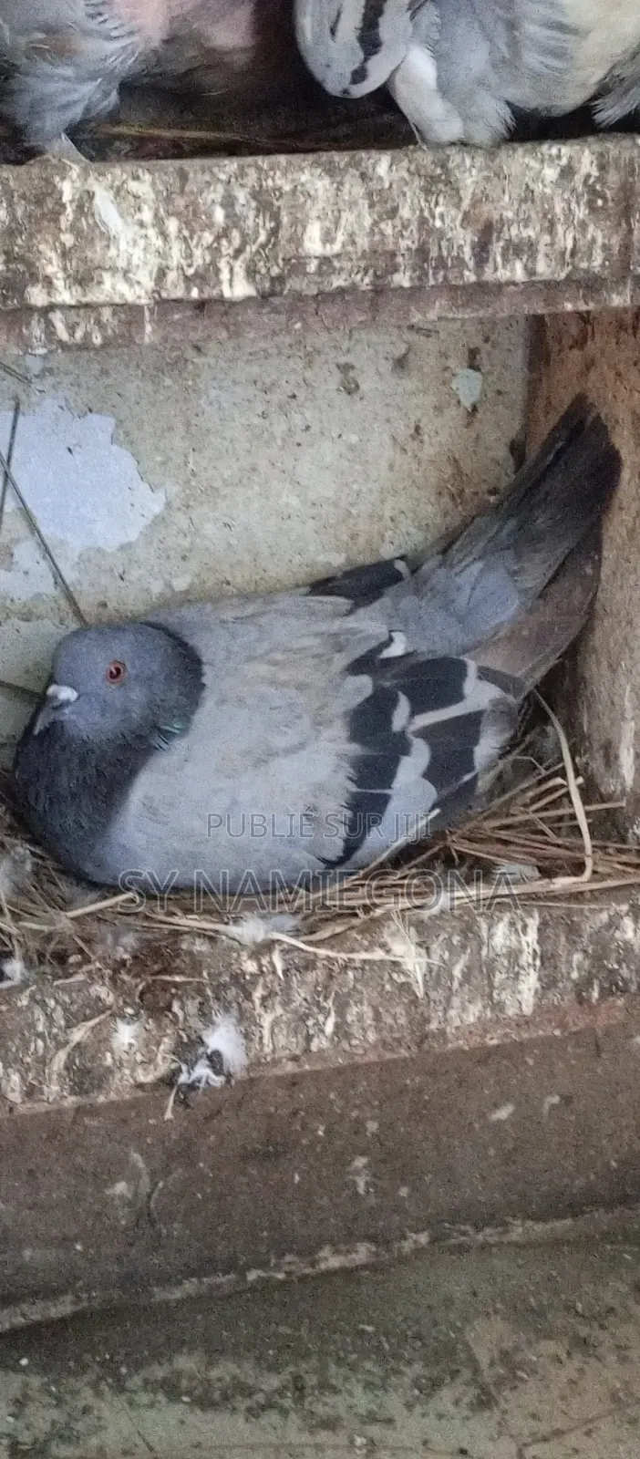 Vente De Pigeons