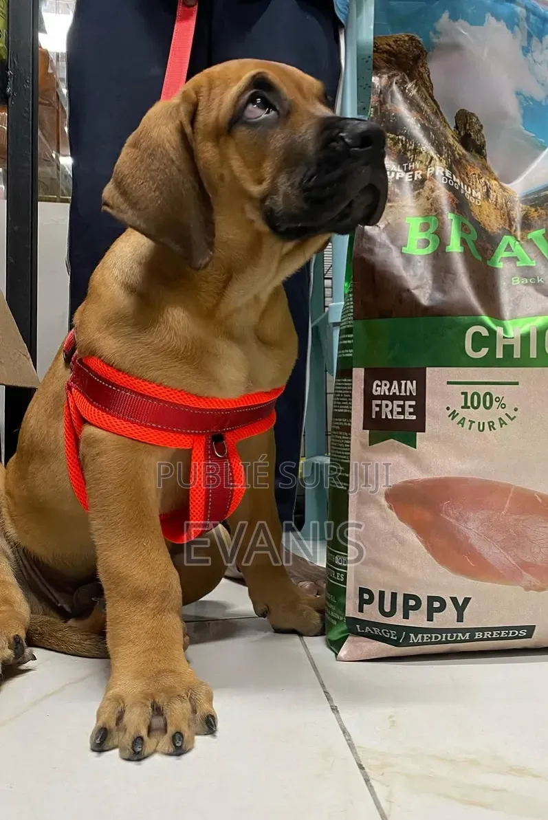1-3 mois Femme Pure race Boerboel