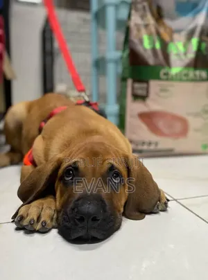 1-3 mois Homme Pure race Boerboel