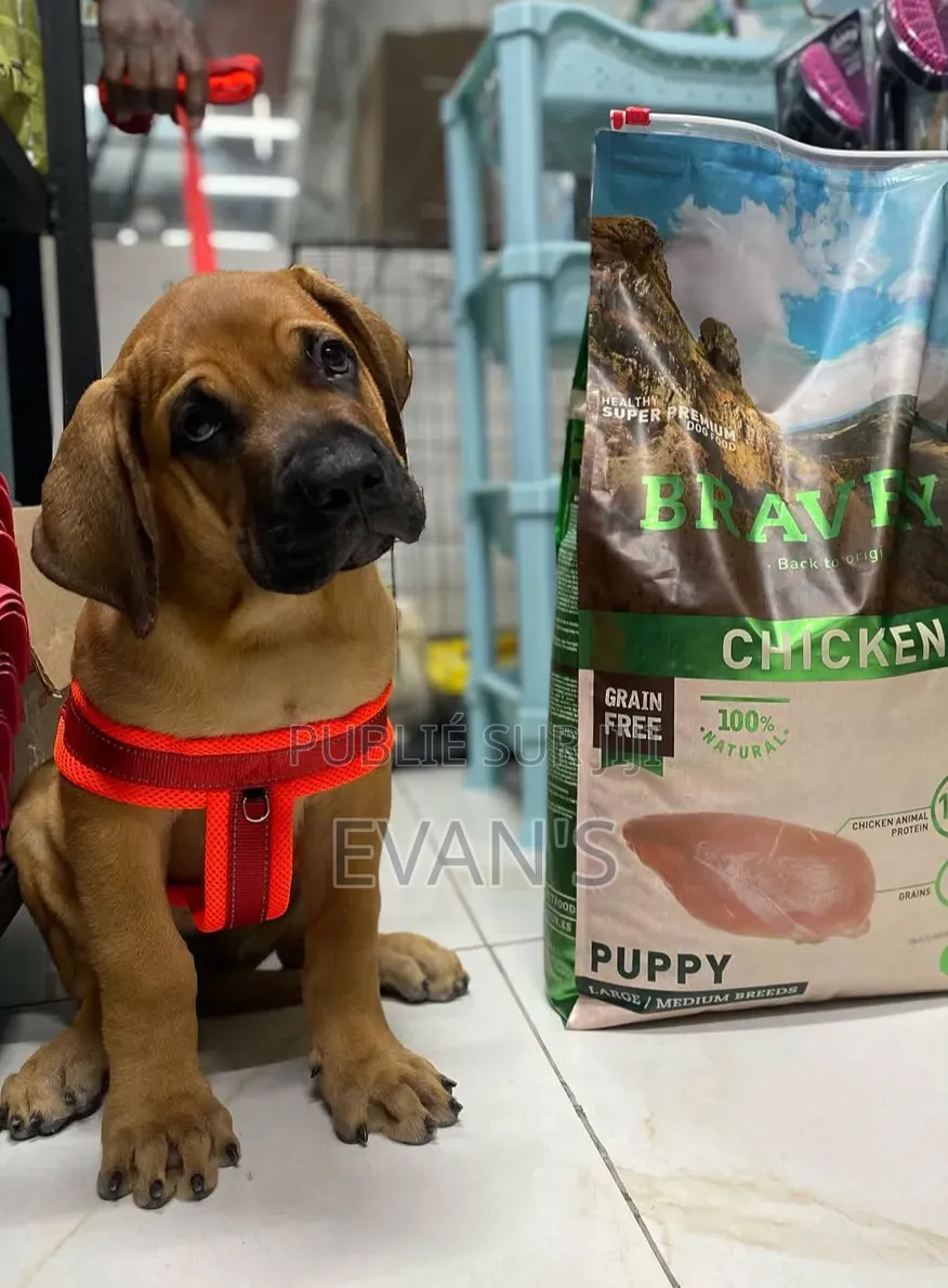 1-3 mois Homme Pure race Boerboel