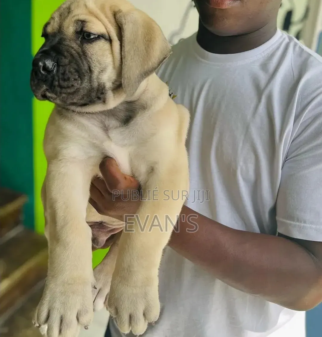 1-3 mois Homme Pure race Boerboel