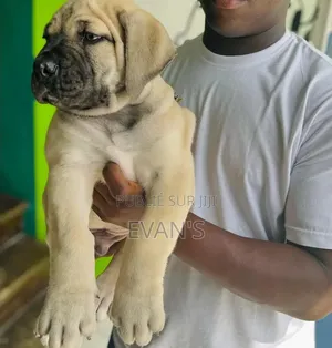 1-3 mois Homme Pure race Boerboel