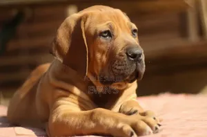 1-3 mois Femme Pure race Boerboel