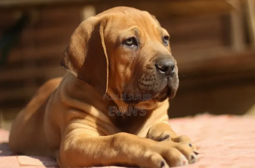 1-3 mois Femme Pure race Boerboel