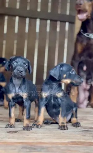 1-3 mois Homme Pure race Doberman Pinscher
