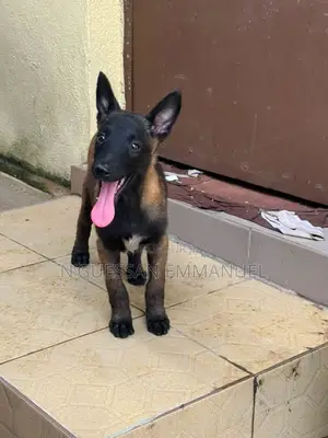 1-3 mois Femme Pure race Belgian Malinois